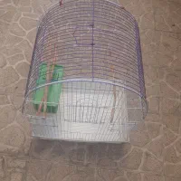 قفس همستر و    مرغعشق عروس هلندی