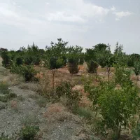 ۸۵۰متر سند تکبرگ با نهال تزئینی شاهنامه۶۷|فروش خانه و ویلا|مشهد, توس فردوسی|دیوار