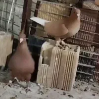 جفت سرخ و زرد دم سفید کرمانی