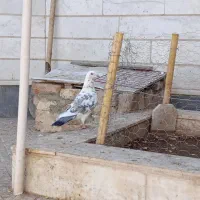 مجسمه کبوتر