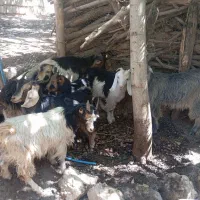 بز خوب داشتی|حیوانات مزرعه|مارگون, |دیوار