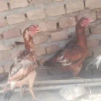 ماکیان