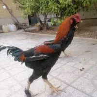 مرغ خروس لاری افغان شش دنگ