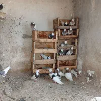 طوقی|پرنده|بندر گناوه, |دیوار