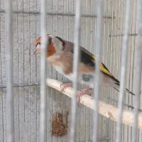 سهره نره نقاب قفل سرو نقاب دار|پرنده|کهریزک, |دیوار