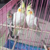 عروس هلندی|پرنده|خوی, |دیوار