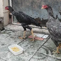 مرغ و خروس لاری