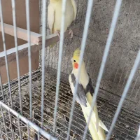 عروس هلندی|پرنده|اشنویه, |دیوار