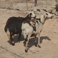 2 راس میش جوان خشک پلنگی و افشار|حیوانات مزرعه|دره شهر, |دیوار