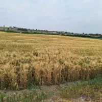 زمین کشاورزی یک هکتار،سنددار|فروش دفتر صنعتی، کشاورزی، تجاری|محمدشهر, محمدشهر|دیوار