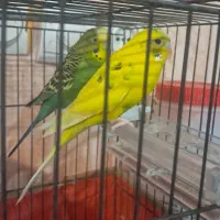 به خاطر کمبود جا