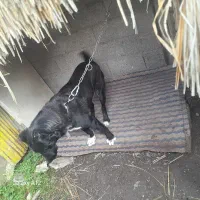 آلابای روس فروشی