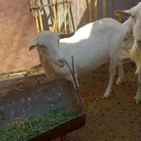 بز سانن