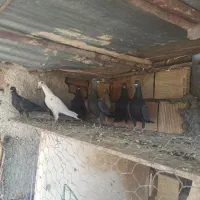 کفتر|پرنده|بیرجند, |دیوار