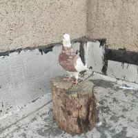 طوقی سرور ماده