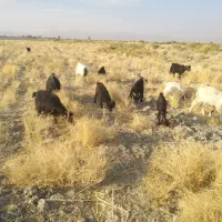 بز کهره