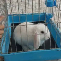 قفس خرگوش
