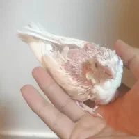 جوجه عروس آلبینو