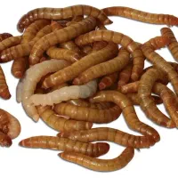 فروش میلورم خشک عمده|خزنده|قلعه قاضی, |دیوار