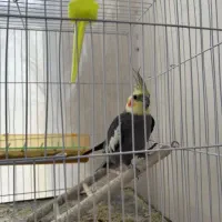 جفت مولد سیامون