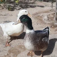 اردک