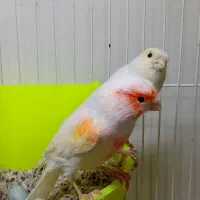 جفت قناری کار داده