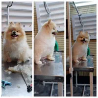 کوتاهی اصلاح و پیرایش حیوانات خانگی(سگ و گربه)