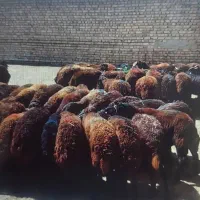 فروش گوسفند زنده با قصاب