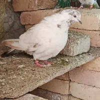 کفترماده کله ای رفتنی