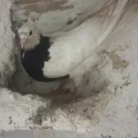 کبوتر رنگی