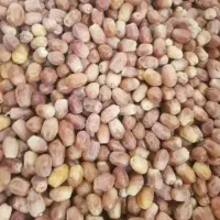 فروش قصب .زاهدی