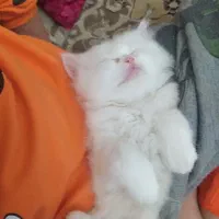 گربه پرشین کلاسیک