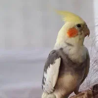 عروس هلندی گم شده