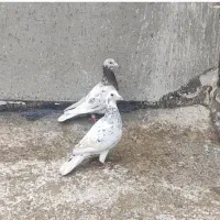 سار سرور سینه کله طوقی صید نروماده