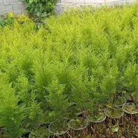 گل عمده کاج لاوسون،شمشاد نعنایی سبز، شمشاد طلایی