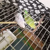 سه تا مرغ عشق|پرنده|نهاوند, |دیوار