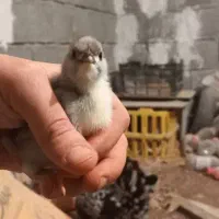 فروش تعدادی جوجه گلین طوسی وسیاه خال سوزنی زیرمرغی|حیوانات مزرعه|برازجان, |دیوار