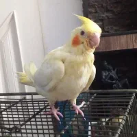 جوجه عروس هلندی