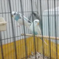 مرغ عشق مولد