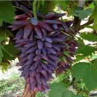 مجموعه ای از بهترینهای جهان