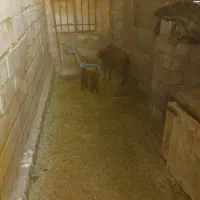 یک عدد میش و بره