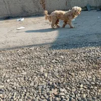 صگ نژاد دار|سگ|پاکدشت, پاکدشت (مامازند)|دیوار