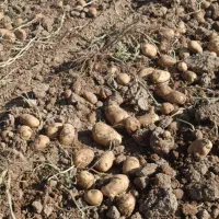 کارگر  سیب زمینی و گوجه|خدمات باغبانی و درختکاری|سلطانیه, |دیوار