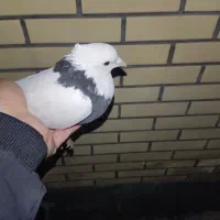 کبوتر طوقی|پرنده|فولادشهر, B2|دیوار