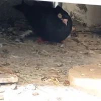 فروش کبوتر