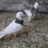 حراج ۱۰ عدد کبوتر رنگه