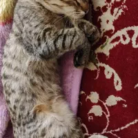 واگزاری گربه ۳ ماهه