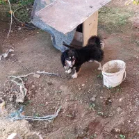 سگ پاکوتاه نر