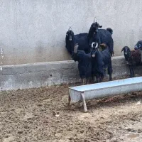 بزغاله شیرازی دوبری