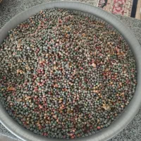 ونوشک نوبر